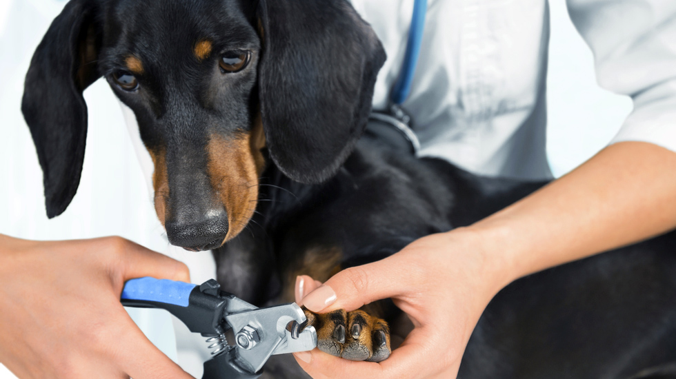 dremel dog nails petsmart