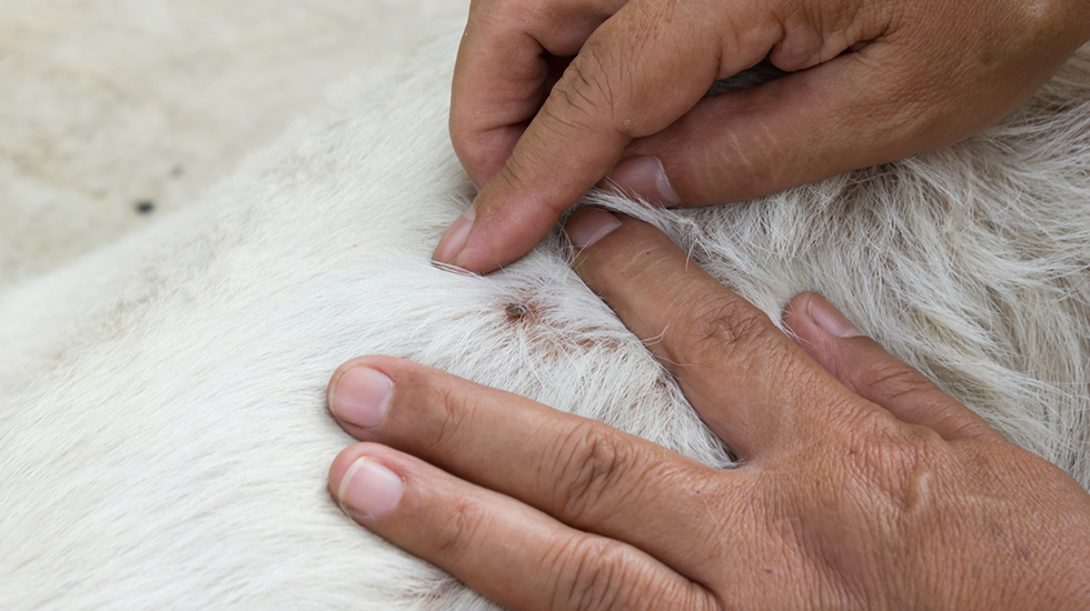 Parasites American Kennel Club