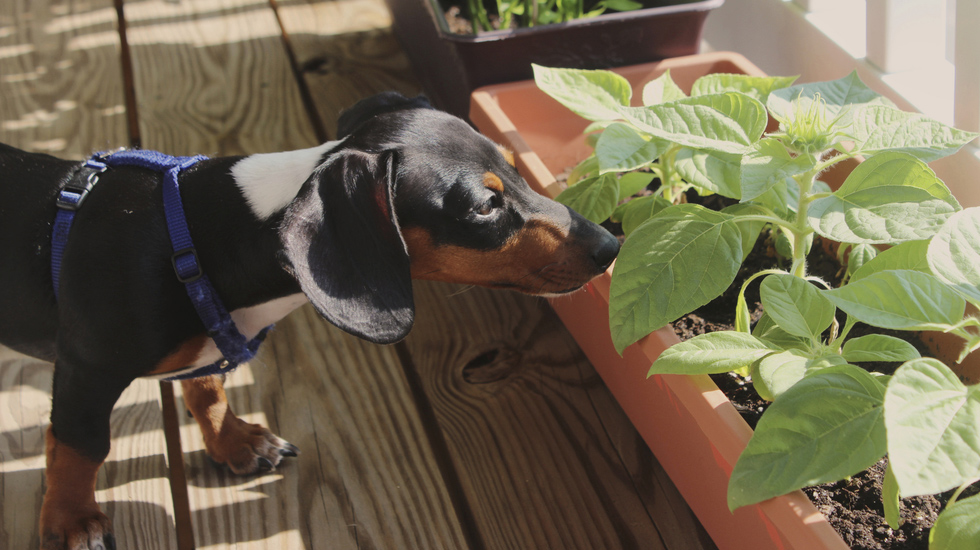 Digging for Tips Keeping Your Dog out of the Garden American Kennel Club