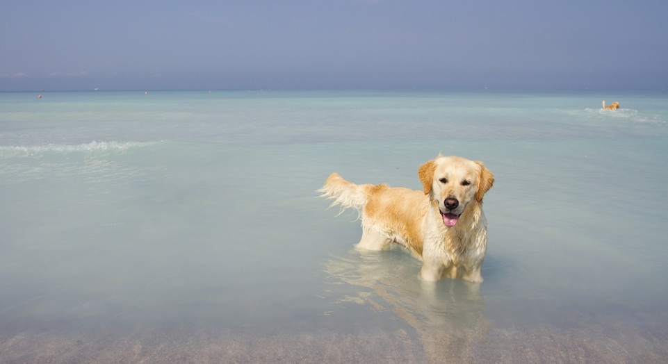 essay golden retriever essay golden retriever