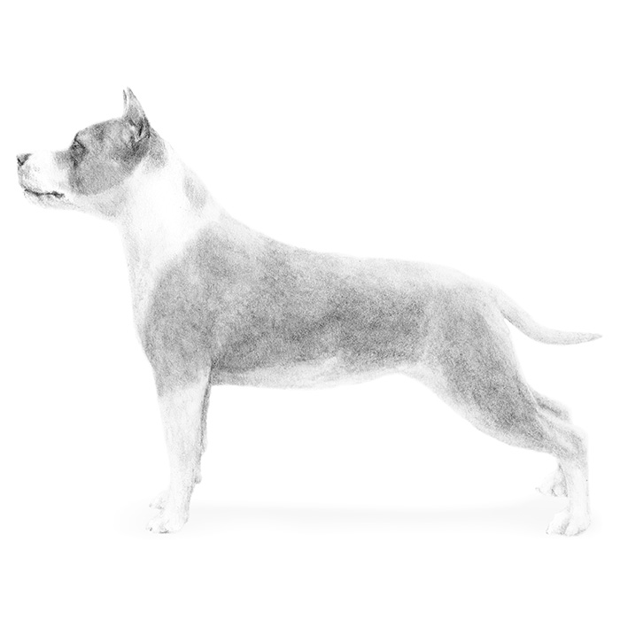 Http Www Akc Org Dog Breeds Http Www Akc Org Dog Breeds
