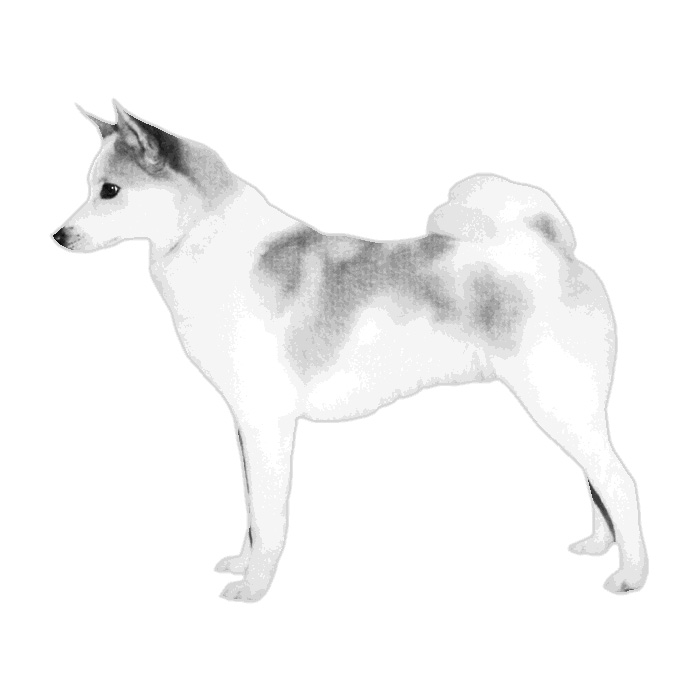 low energy small dogs breeds small calm breeds akc breeds low energy breeds breeds picture low energy small dogs breeds small calm breeds akc breeds low energy breeds breeds picture
