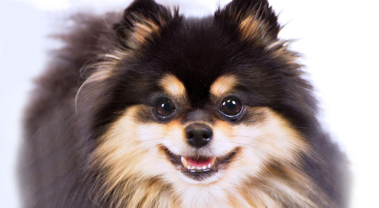 pomeranians in pomeranian breed information american kennel club pomeranians in pomeranian breed information american kennel club