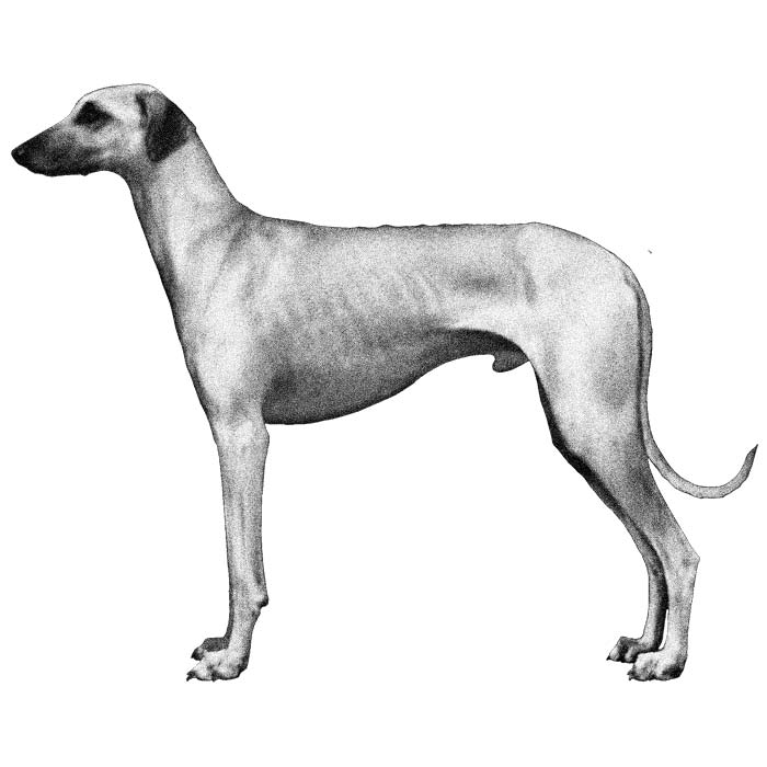 Http Www Akc Org Dog Breeds Http Www Akc Org Dog Breeds