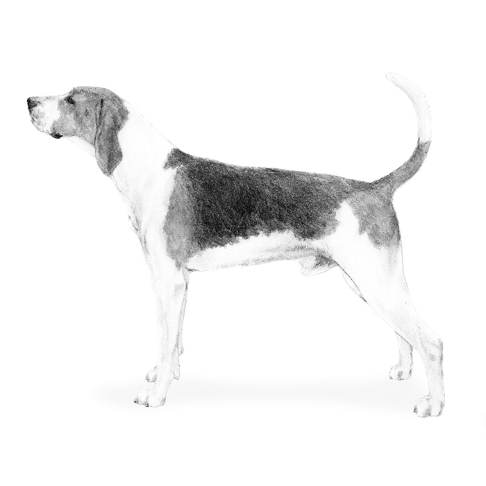bluetick coonhound puppies indiana treeing walker coonhound dog breed information american kennel club bluetick coonhound puppies indiana treeing walker coonhound dog breed information american kennel club
