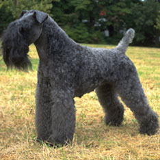 Terrier Group - American Kennel Club Terrier Group - American Kennel Club