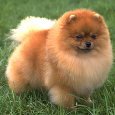pomeranian breeds list breeds complete breed list american kennel club pomeranian breeds list breeds complete breed list american kennel club