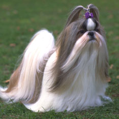 shih tzu apartment best breeds for apartments dwellers american kennel club shih tzu apartment best breeds for apartments dwellers american kennel club