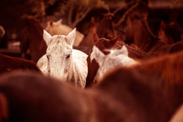 George Kamper's New Series "Equestrian"