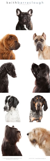 Barraclough Helps Document Our Four-legged Friends