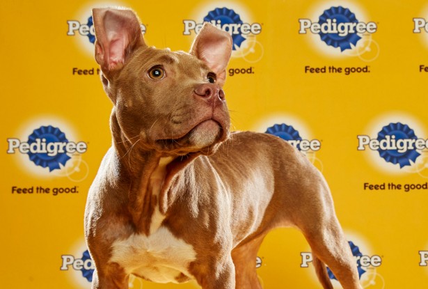 Barraclough Captures This Year’s Line-up For “Puppy Bowl XII”