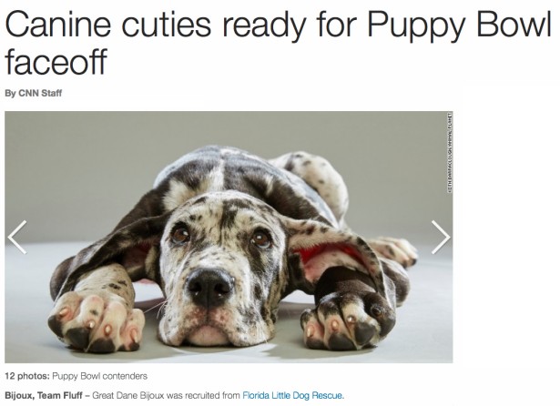 Barraclough Captures This Year’s Line-up For “Puppy Bowl XII”