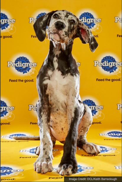 Barraclough Captures This Year’s Line-up For “Puppy Bowl XII”
