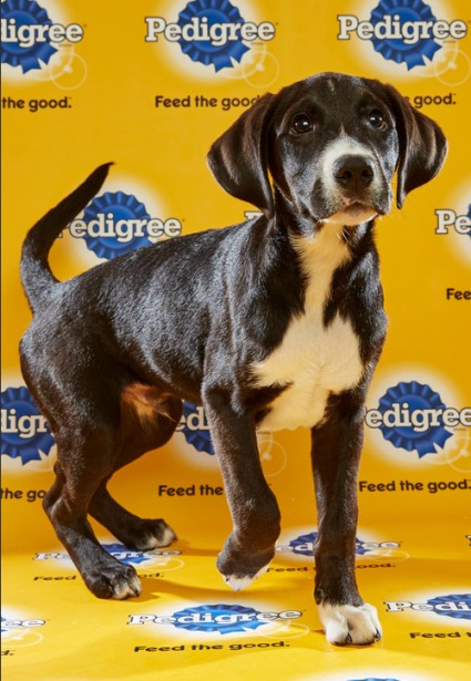 Barraclough Captures This Year’s Line-up For “Puppy Bowl XII”
