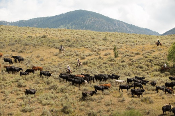 Matthew Bowie Travels to Logan Utah
