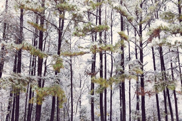 Lowden Shares Some Atlanta Winter Scenes