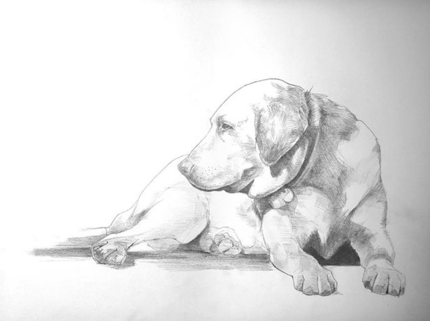 Lynne St Clare Celebrates the Year of the Dog