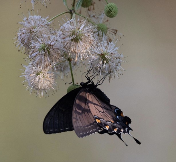 Jason Burfield Captures A Gravity-Defying Moment