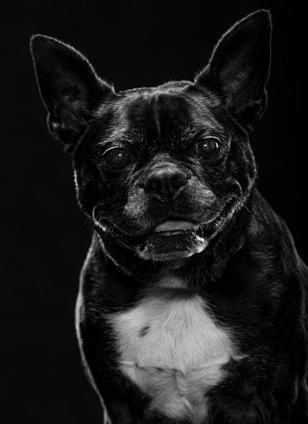 ORDEAL Puts Focus On Senior Dogs