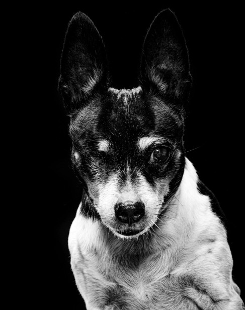 ORDEAL Puts Focus On Senior Dogs