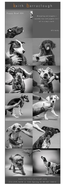 Keith Barraclough Photographs 2020 Puppy Bowl
