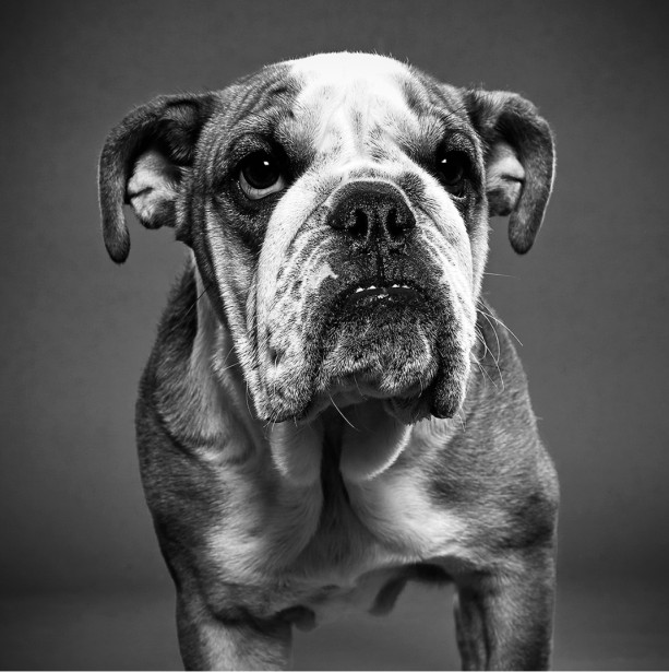 Keith Barraclough Photographs 2020 Puppy Bowl
