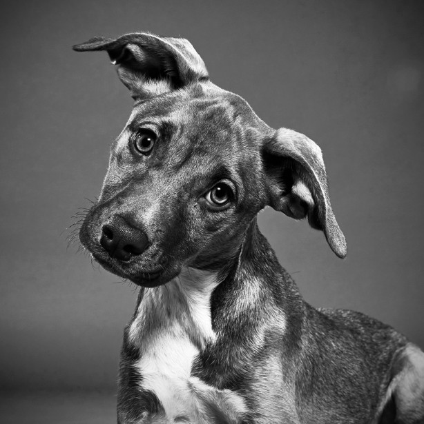 Keith Barraclough Photographs 2020 Puppy Bowl