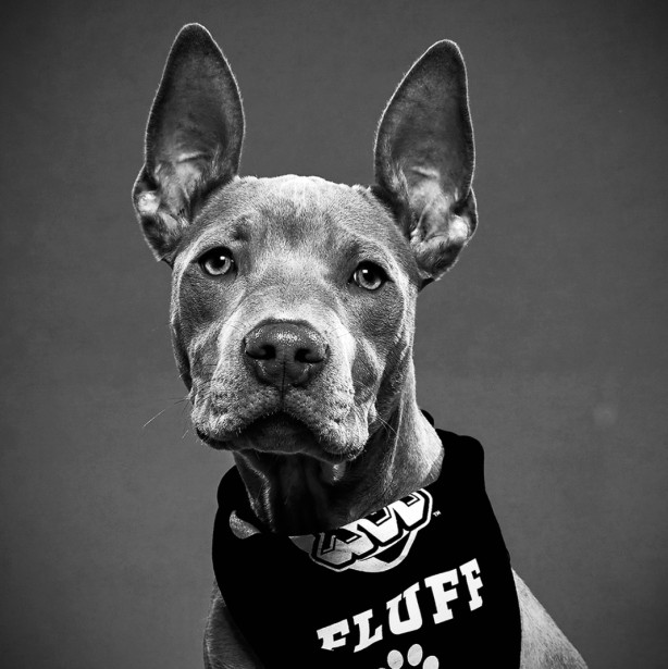 Keith Barraclough Photographs 2020 Puppy Bowl