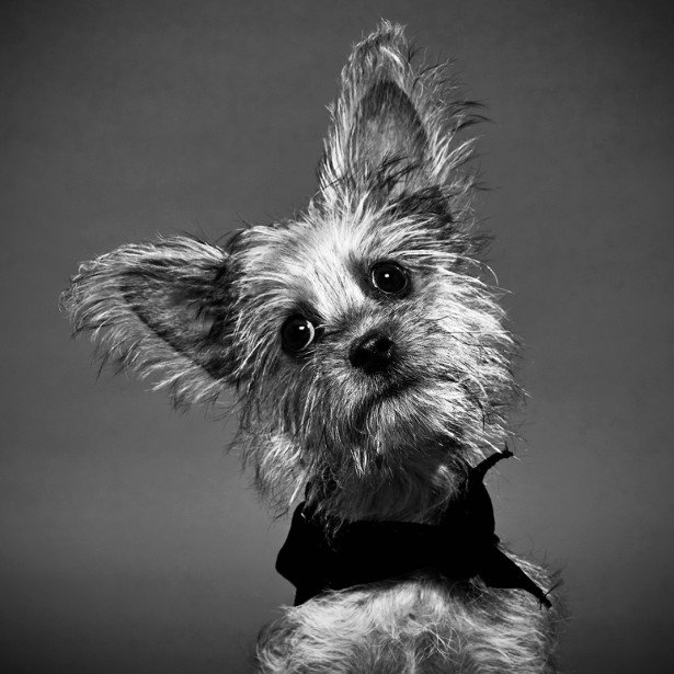 Keith Barraclough Photographs 2020 Puppy Bowl