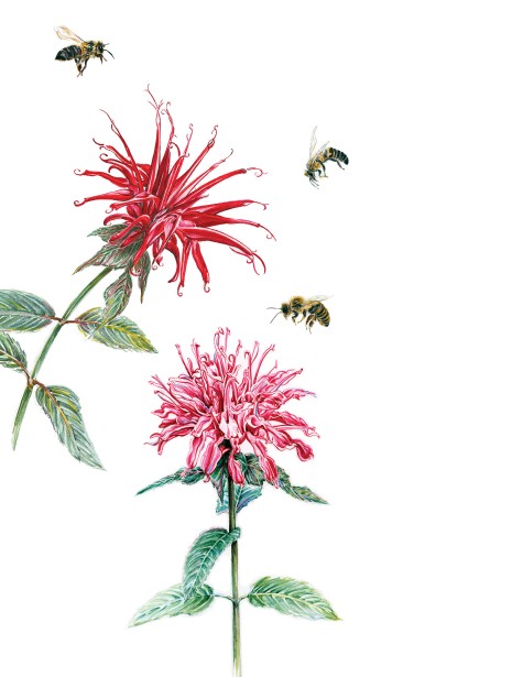 Lyn Alice Enters World Illustration Award