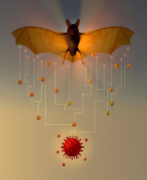 Richard Borge's "Bat Woman" for Scientific American