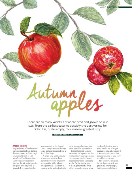 Lyn Alice's Autumn Apple Illo for My Countryside Magazine