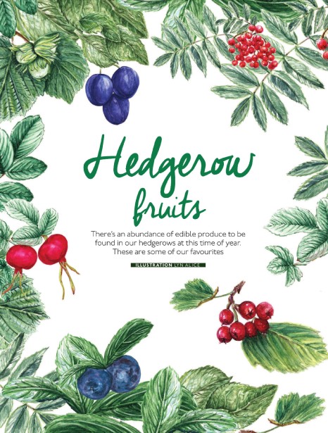 Lyn Alice Illustrates Hedgerow Botanicals for My Countryside Magazine