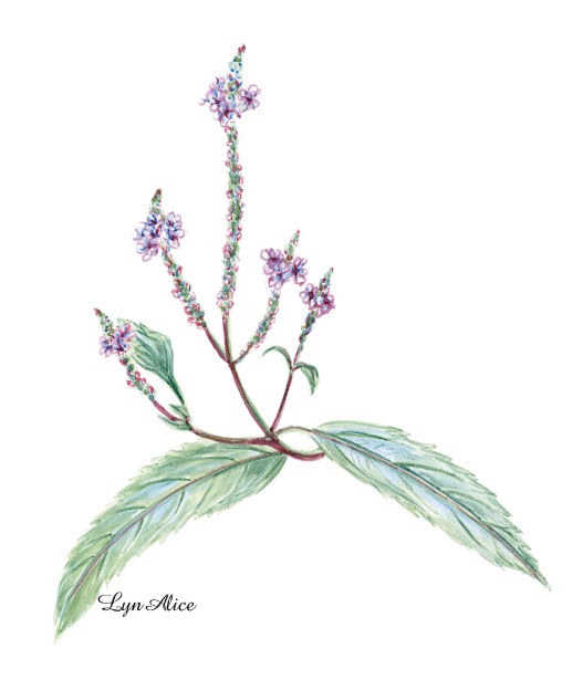 Lyn Alice Shares Botanical Illustration from Latest Book Collaboration
