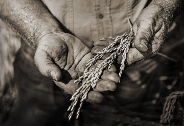 Whitaker Celebrates "National Farmer Day"