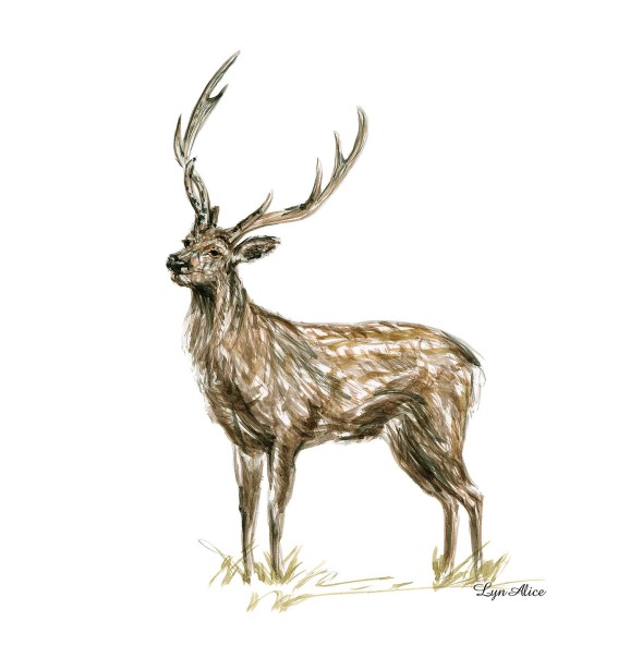 Lyn Alice Shares New British Deer Series