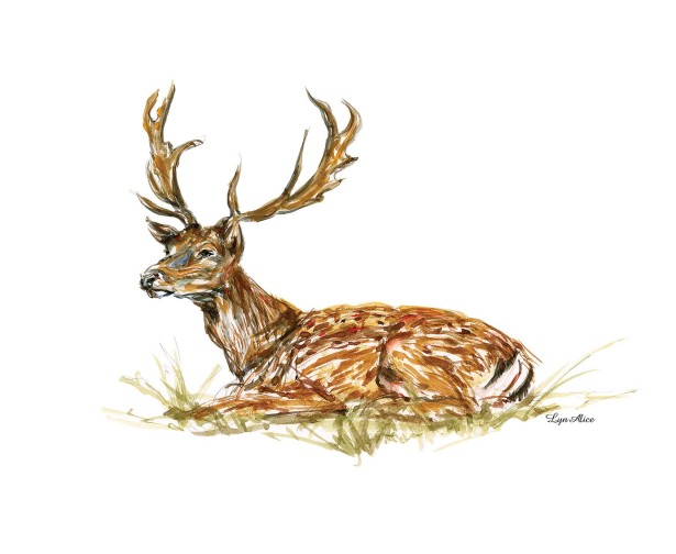 Lyn Alice Shares New British Deer Series