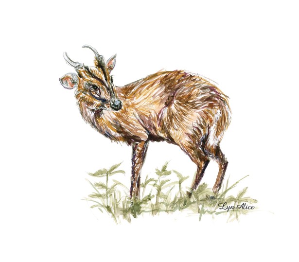 Lyn Alice Shares New British Deer Series