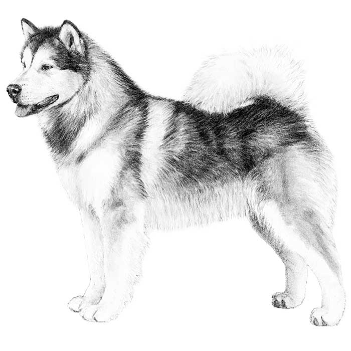 alaskan breeds alaskan malamute breed information american kennel club alaskan breeds alaskan malamute breed information american kennel club