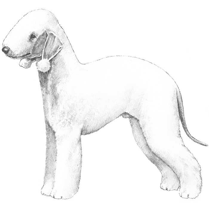 Bedlington Terrier Dog Breed Information American Kennel Club