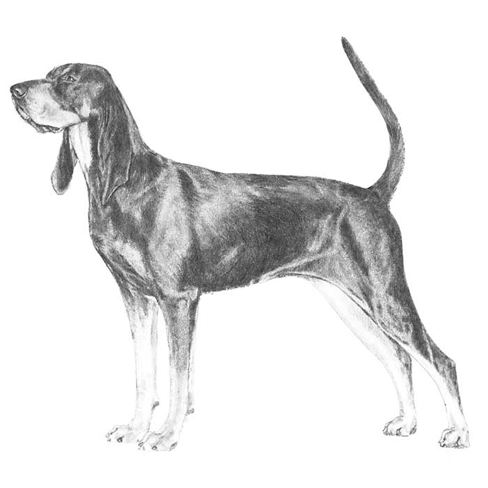 bluetick coonhound vs redbone coonhound black and tan coonhound dog breed information american kennel club bluetick coonhound vs redbone coonhound black and tan coonhound dog breed information american kennel club