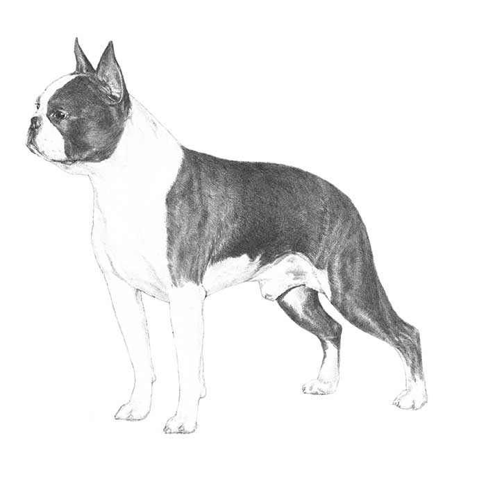 Boston Terrier Dog Breed Information - American Kennel Club