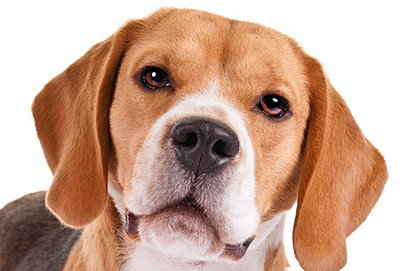 Top Ten Breeds Of The 1950s American Kennel Club