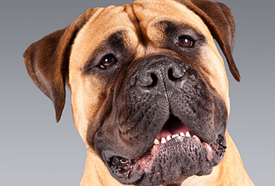 american molossus akc