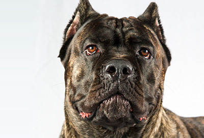 american molossus akc