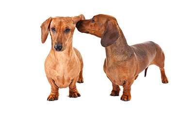 Top Ten Breeds Of The 1950s American Kennel Club