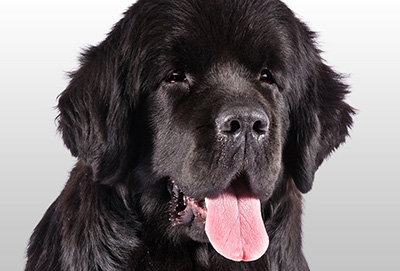The World S Largest Dogs American Kennel Club
