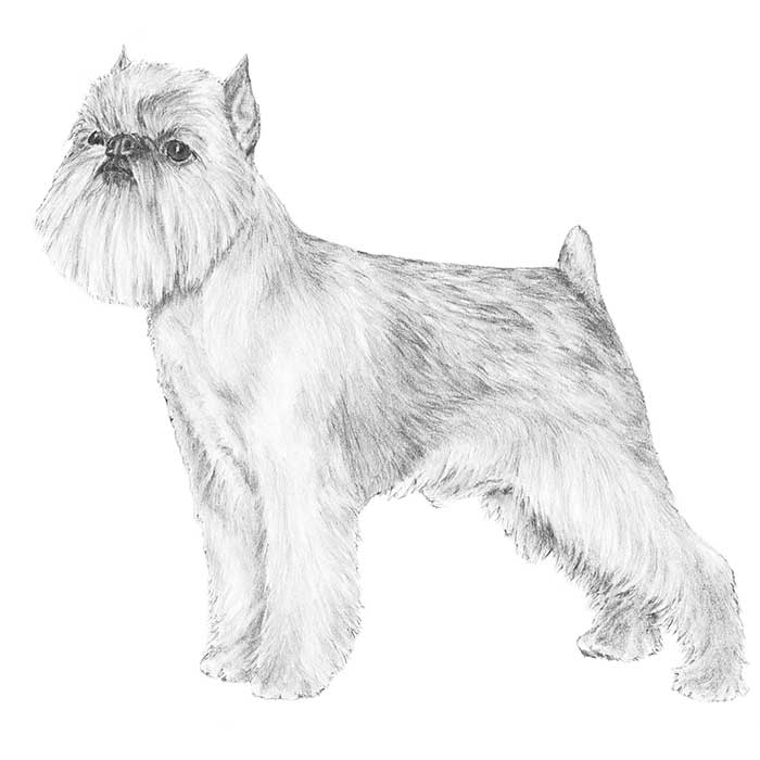 national show brussels griffon brussels griffon breed information american kennel club national show brussels griffon brussels griffon breed information american kennel club
