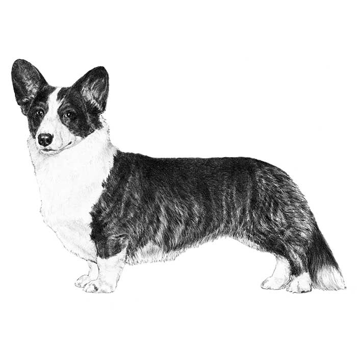 Cardigan Welsh Dog Breed Information American Kennel Club