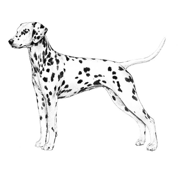 Dalmatian Dog Breed Information - American Kennel Club